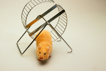 como-e-sair-da-roda-hamster